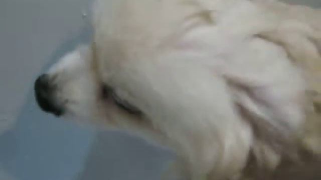 Шпиц гигант , моем в ванной. 2 часть.