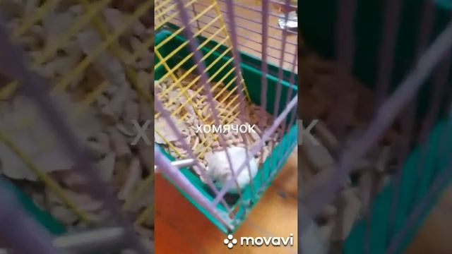 про Снежка