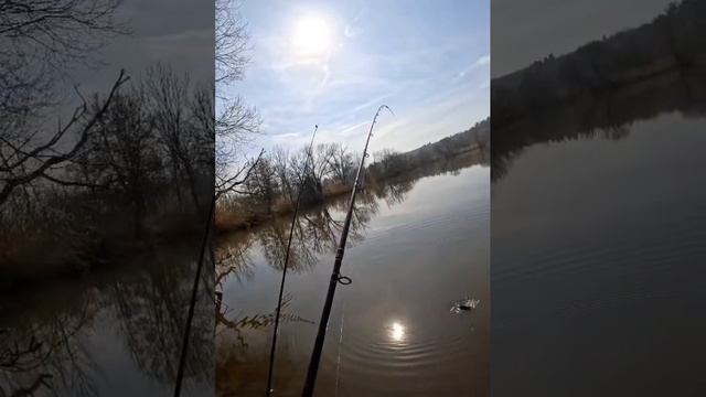 Зеркальный карп весной