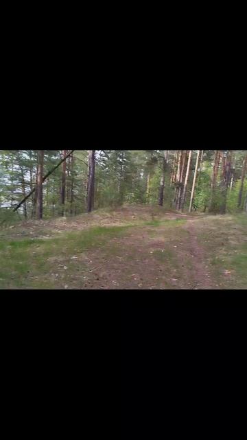 лес полон ресурсов