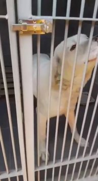 Пес с больным ухом под усыпление