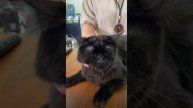 Мейн-Кун на выставке кошек. Судья Елена Бутомова
