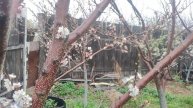 Сад зацвёл. Весенняя зарисовка.