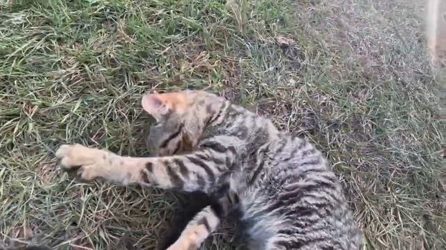 Котенок вырос, но очень любит маму кошку (2025 год)