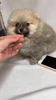 Шпиц померанский мальчик мишка