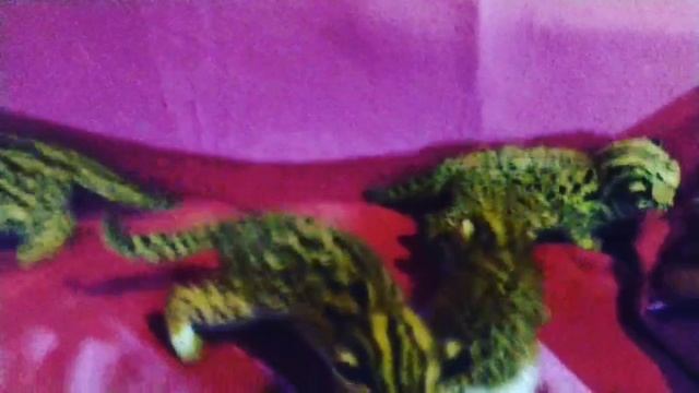 VID_139590405_035236_079.mp4