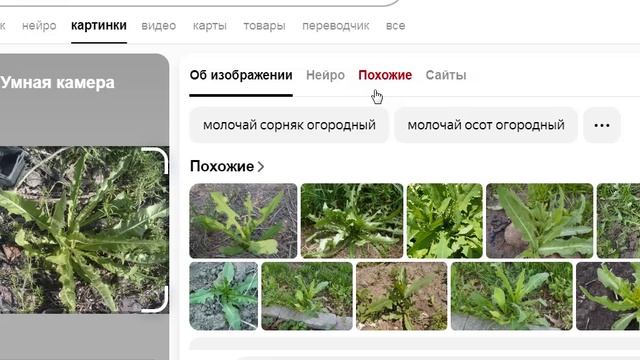 Сфотогрфировал траву в саду и задал умной камере Яндекса - молочай