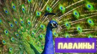 Павлины. Спой, светик, не стыдись! Интересные факты о павлинах