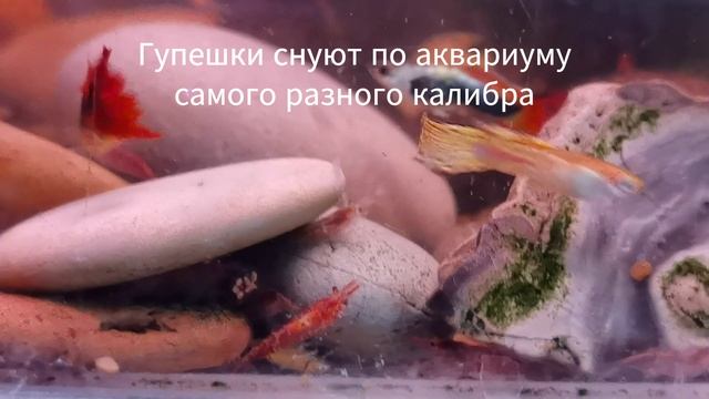 Взрыв в аквариуме