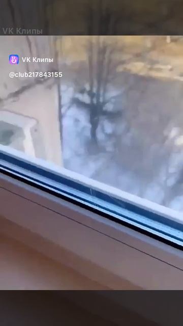 clip-217843155_456246722.mp4