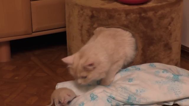 10."Кыси". Котёнок выпал из "гнезда". 23.03.2015г.