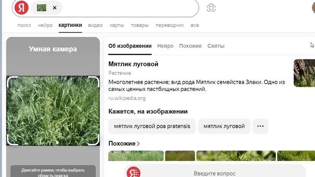 Сфотогрфировал траву в саду и задал умной камере Яндекса - мятлик луговой