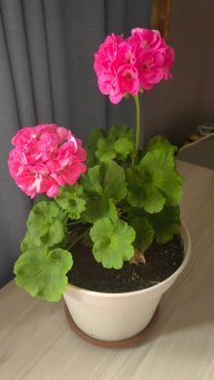 petal_20250502_150309
Продада комнатных цветов