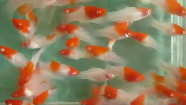 кои кохаку