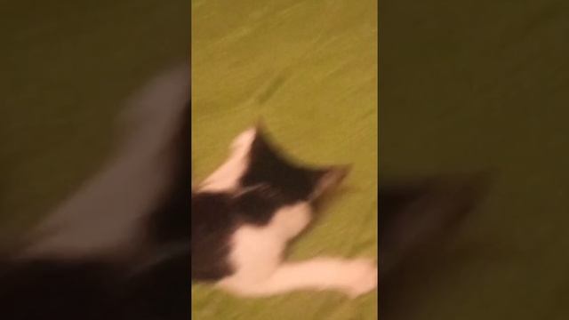 Жанна вот и котик просто переехал)