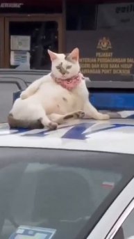 Главный по машинам😜