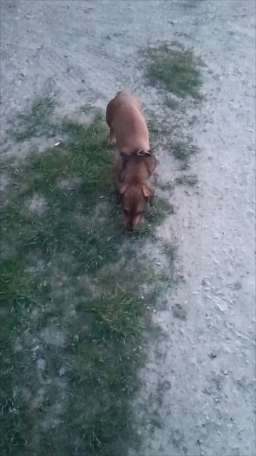 Собачка
