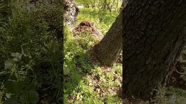 Мир, труд, май, в поход шагай. Праздничный, первомайский, долгожданный пеший поход.Тропа 15 км.mp4