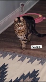 У меня такая же реакция как у кота