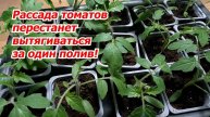 РАССАДА ТОМАТОВ ПЕРЕСТАЛА ВЫТЯГИВАТЬСЯ! Этот полив творит чудеса - проверено!