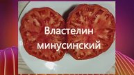 ТОМАТЫ. Минусинские сорта томатов. г. Киров