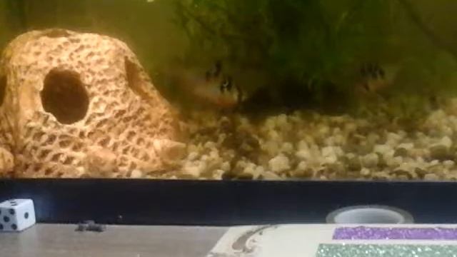 Скоч декор