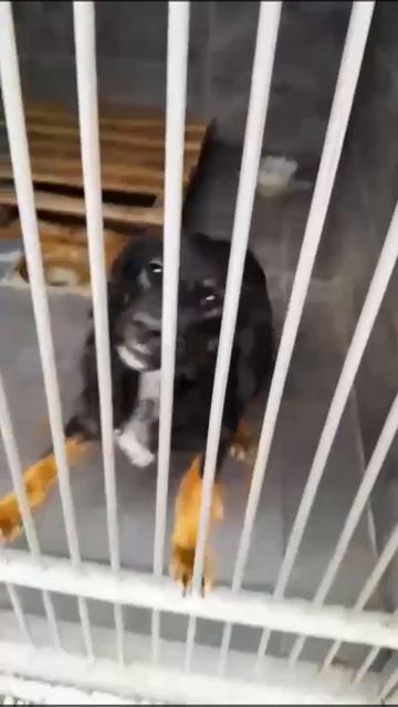 Красивый пес под усыпление