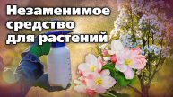 Как поддержать растения после возвратных заморозков Надежное средство