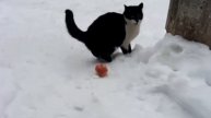 Первая реакция кошки на валяный мячик.