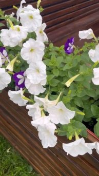 Кашпо для петуний #наширукинедляскуки #сделайсам #цветы #петуния #garden #девушка