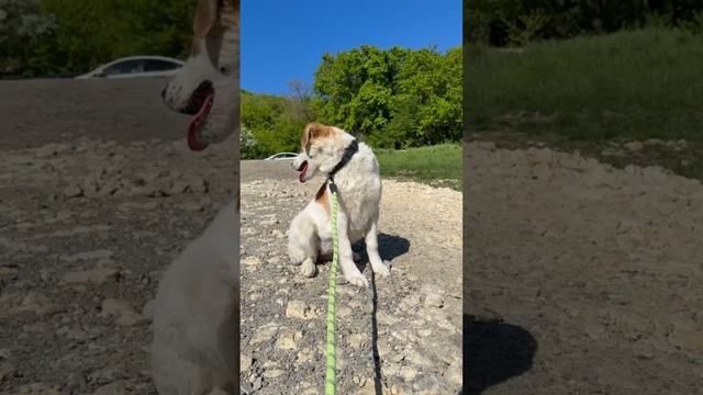 Отличная собака😎 с активной жизненной позицией💪