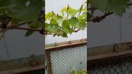 02.05.25 Киш миш Юпитер.mp4