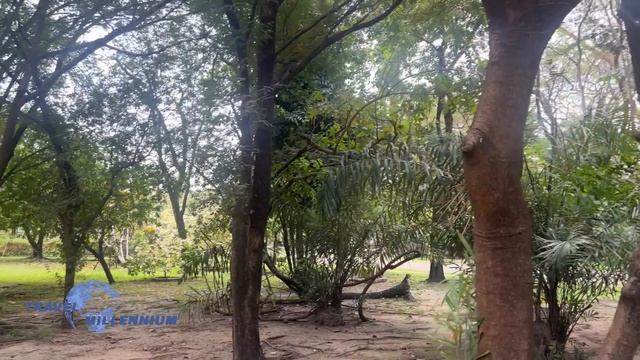 БАНГКОК-2025, КИТАЙСКИЙ КВАРТАЛ, ПАРКИ.