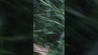 цветы