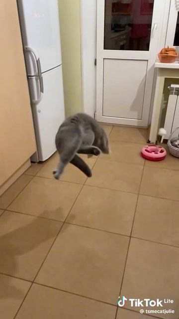 Кот харош