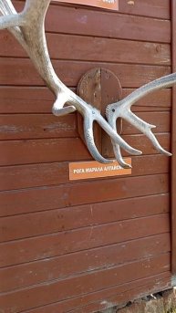Рога животных 🦌