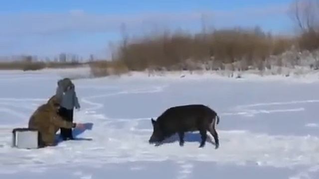 Кабаниха с выводком пришла к рыбакам - 2011 год