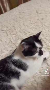 Наша кошка Мася