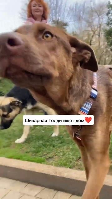 Грациозная Голди ищет семью❤️ Обожает детей🤗