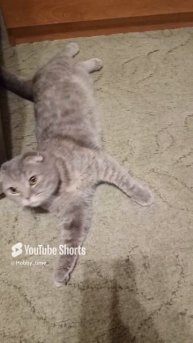 Бэйси 😻