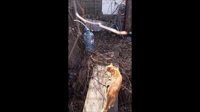 Коты