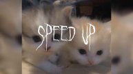 За тебя калым отдам (speed up)