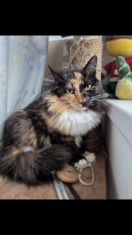 ❤ Уникальной внешности кошечка Машенька ищет дом! 🏡🐈