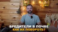 ПОЧВЕННЫЕ ВРЕДИТЕЛИ УНИЧТОЖАЮТ ВАШ ОГОРОД Способы борьбы с почвенными вредителями в огороде.