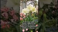 VID-20250427-WA0035.mp4