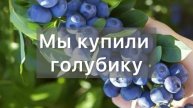 Выращиваем голубику: наш ПЕРВЫЙ КУСТ и наши ПЛАНЫ!