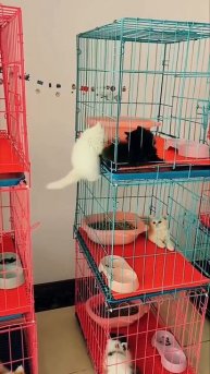 Котёнок решил сходить в гости 🤩🐈😻