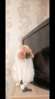 Кошка Мурка и спиннер