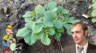 🍓 Первая подкормка клубники ВЕСНОЙ после зимы – чем удобрить для мощного роста и сладкого урожая!