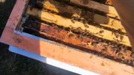 Семья которая тревожно сидела всю зиму, Видео для профессора.Савы Иванова.